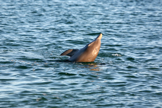 Delfin Australien_07_1383