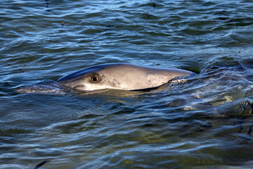 Fototapeta premium Delfinportrait Australien_07_1387