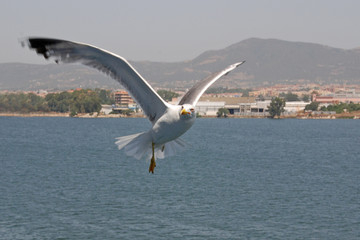 Fototapeta na wymiar Mewa w Sardynii