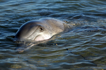 Fototapeta premium Delfinportrait Australien_07_1400