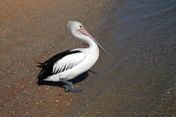 Pelikan am Strand Australien_07_1430