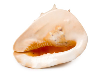 Obraz na płótnie Canvas Conch Shell with white background