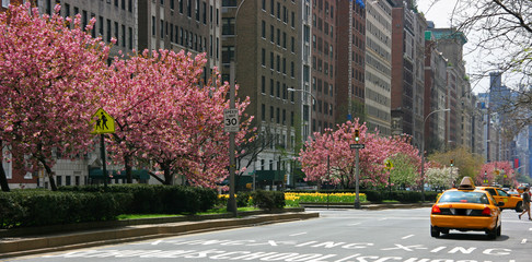 Pink blossoming trees in Park Avenue, Manhattan
