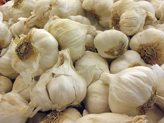 garlic