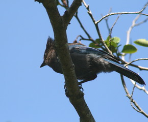 Bird on Tree