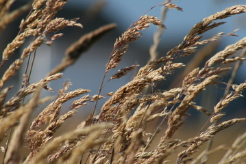 Field of Grain