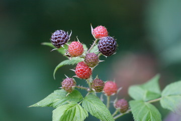 Wild Black Raspberries