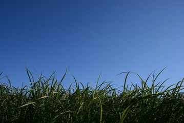 Green grass and blue sky
