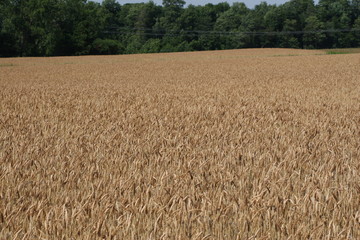 Field of  Winter Wheat ready for harvest