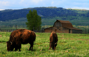 Wyoming Bison 4 © Lee O'Dell