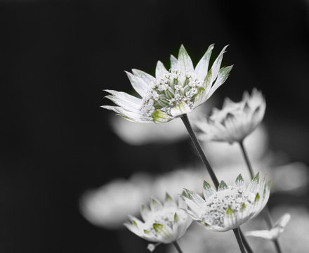Delicate Blossoms