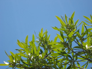 Tree Leaves Lead to Blue Sky