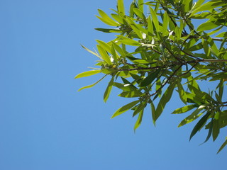Tree Leaves in the Sky