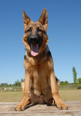 chiot berger allemand
