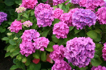 fleurs d'hortensia