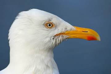 Fototapeta premium Macro of a seagull head