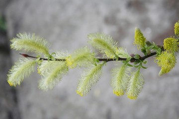 weeping willow blooming flowers in the early spring