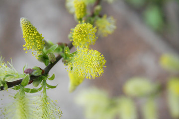 weeping willow blooming flowers in the early spring