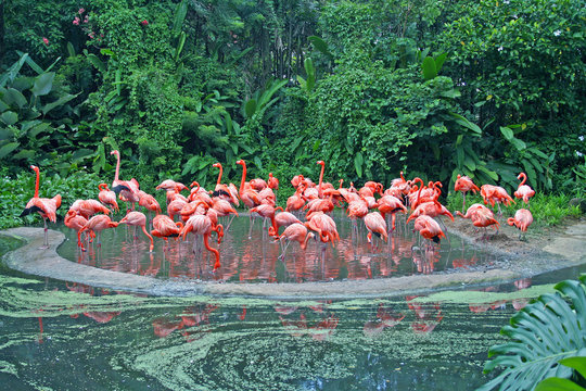 Fototapeta Flamingos