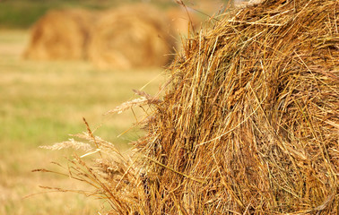 Fototapeta na wymiar Gathering of hay