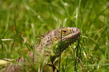 Leguan
