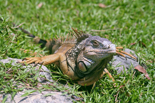 Leguan
