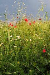 Summer meadow