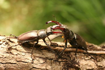 Duel de Lucane cerf volant 