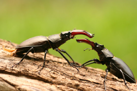 Combat de Lucane cerf volant "lucanus cervus"