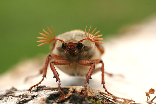 Hanneton "Melolontha melolontha"