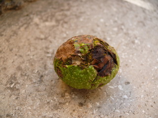 Decayed Walnut
