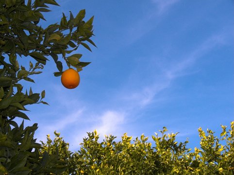 arancia arancio
