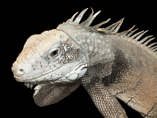 The iguana lizard close-up over black