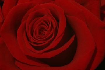 Deep Red Rose