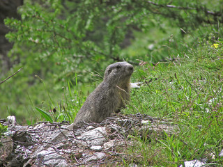 1460 - Marmotte près de son terrier (Queyras, Alpes)