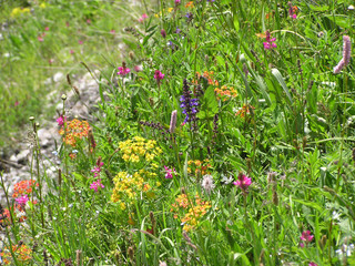 1461 - Alpage en fleurs, Queyras, Alpes