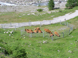 1463 - Vaches en estive (massif du Queyras, Alpes)