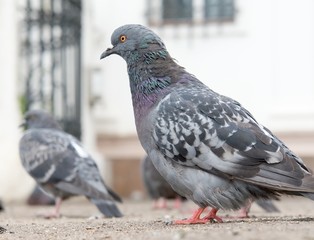 Dove-coloured pigeon