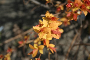 Beautiful offspring. Autumn colors of the spring. Lifecycle.