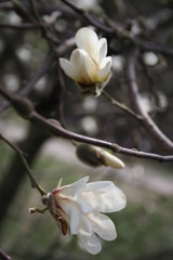 Magnolia bud and flowers. Birth of Nature at spring.