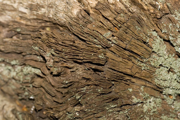 Close-up photograpg of old wood texture  