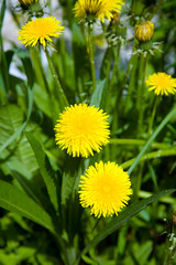 Flowering dandelion. Near Novosibirsk, may 2007