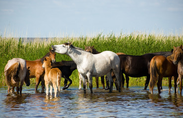 Obraz premium Horses on the watering. Chany lake, Novosibirsk area, June 2007