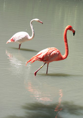 Red flamingo