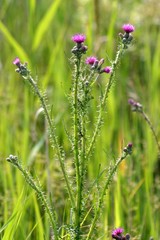 Cirsium palustre. Marsh Thistle.