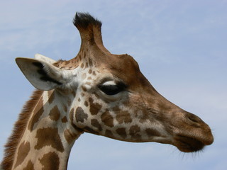 girafe