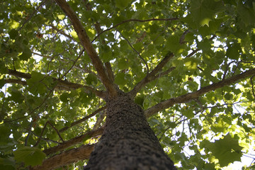 Obraz premium Tree