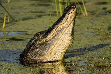 American alligator 
