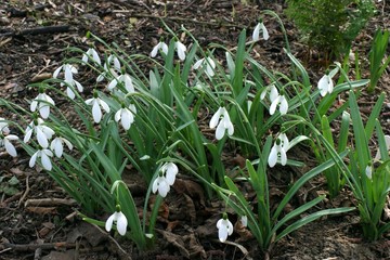 Fototapeta premium Galanthus 'Benton Magnet'