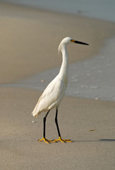 Snowy egret on a Florida beach